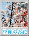 季節のお花